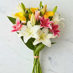 Collection image for: Lilies