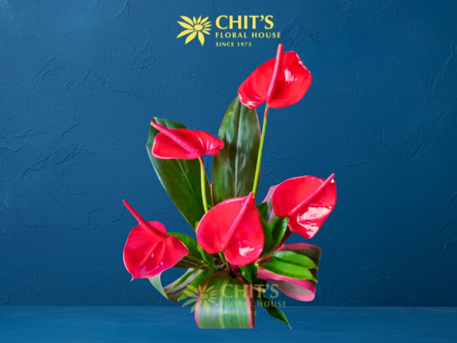 Crimson Heart’s Devotion Basket – red and pink anthurium funeral flower basket