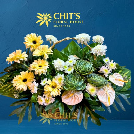 Ivory Haven | Wide Succulent & White Anthurium Basket