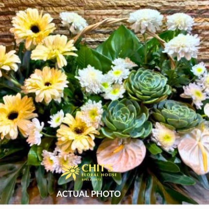 Ivory Haven | Wide Succulent & White Anthurium Basket